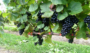 奥尻島詳細 | ハートランドフェリー